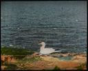 Image of White Goose by Water (Gannet)